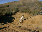 December 3, 2006 Quail Hunting Trip to AZ