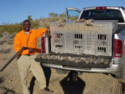 Good day on Gambel's quail with a few unlucky cottontails thrown in too.