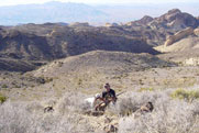 "Babe", a daughter of Miller's Silver Ending and Eddie overlooking Lake Mead