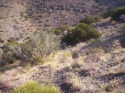 This is a covey rise of chukar.  Notice their escape at the top of the photo, and Fenner' GSP .