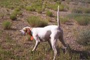 Dixie is a littermate to Izzie and Cammie.  She's offered for sale by Great Basin Kennel