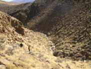 searching for downed chukar