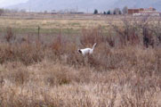 Cammie (by Chairman/Charm), owned by Max of Las Vegas pointing pheasants in Southern Utah. 