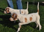 Two Poker Females out of a double hanna's elhew lou female