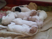 Photo of entire litter at rest