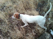 This is Digger, owned by Sam Fortune of Nevada.  Digger is by Ch. Idaho's Clean Sweep x Lucille.