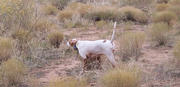 Izzy all grown up.  2006 quail hunting photo of Izzy sent in by  John Zwahlen of Utah.